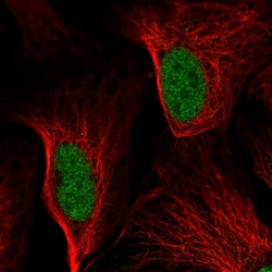 Invitrogen CHOP Polyclonal Antibody 100 &mu;L; Unconjugated:Antibodies,