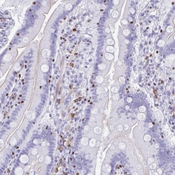 Invitrogen RUNX3 Polyclonal Antibody 100 &mu;L; Unconjugated:Antibodies,