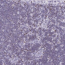 Invitrogen RUNX3 Polyclonal Antibody 100 &mu;L; Unconjugated:Antibodies,