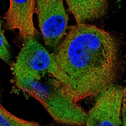 Invitrogen ZC3HAV1 Polyclonal Antibody 100 &mu;L | Buy Online | Invitrogen&trade; | Fisher Scientific