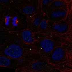 Invitrogen ZNF620 Polyclonal Antibody 100 μL; Unconjugated:Antibodies,