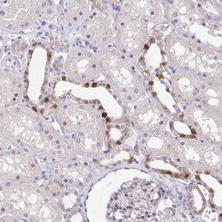 Invitrogen HOXD12 Polyclonal Antibody 100 &mu;L; Unconjugated:Antibodies,