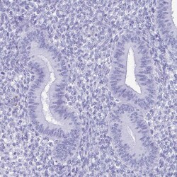 Invitrogen Lactoferrin Polyclonal Antibody 100 μL; Unconjugated:Antibodies,