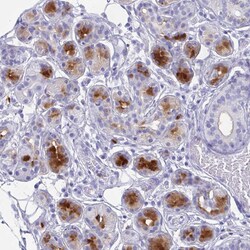 Invitrogen Lactoferrin Polyclonal Antibody 100 μL; Unconjugated:Antibodies,