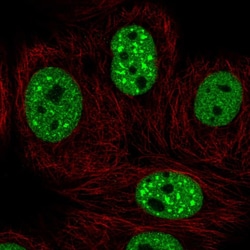 Invitrogen EHMT2 Polyclonal Antibody:Antibodies:Primary Antibodies