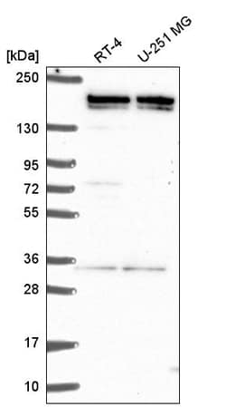 Invitrogen EHMT2 Polyclonal Antibody 100 &mu;L; Unconjugated:Antibodies,