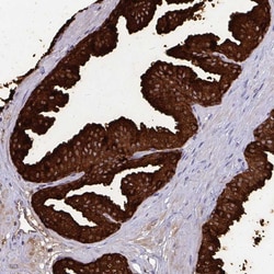 Invitrogen OR10R2 Polyclonal Antibody:Antibodies:Primary Antibodies