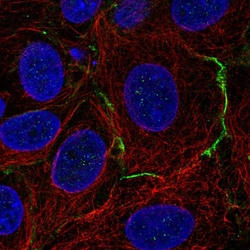 Invitrogen CELSR1 Polyclonal Antibody:Antibodies:Primary Antibodies