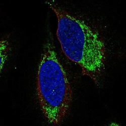 Invitrogen EDG6 Polyclonal Antibody 100 &mu;L; Unconjugated:Antibodies,
