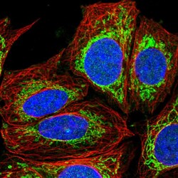 Invitrogen GFM1 Polyclonal Antibody 100 μL; Unconjugated:Antibodies,