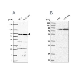 Invitrogen GFM1 Polyclonal Antibody 100 &mu;L; Unconjugated:Antibodies,