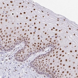 Invitrogen Fra2 Polyclonal Antibody 100 &mu;L; Unconjugated:Antibodies,