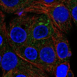 Invitrogen ICA1 Polyclonal Antibody 100 μL; Unconjugated:Antibodies,
