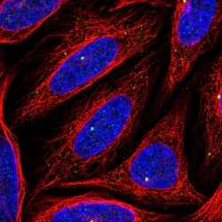 Invitrogen CEP164 Polyclonal Antibody 100 &mu;L; Unconjugated:Antibodies,