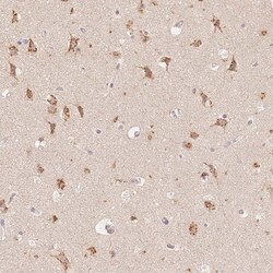Invitrogen STK39 Polyclonal Antibody 100 &mu;L; Unconjugated:Antibodies,