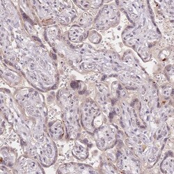 Invitrogen STK39 Polyclonal Antibody 100 &mu;L; Unconjugated:Antibodies,