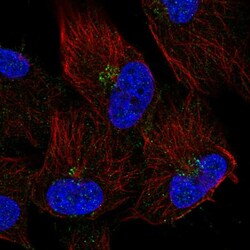Invitrogen TMEM165 Polyclonal Antibody 100 &mu;L; Unconjugated:Antibodies,