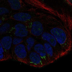 Invitrogen WNT10B Polyclonal Antibody 100 &mu;L; Unconjugated:Antibodies,