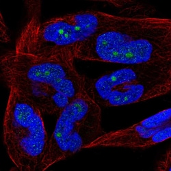 Invitrogen KappaB ras2 Polyclonal Antibody 100 μL; Unconjugated:Antibodies,