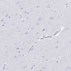 Invitrogen TGR5 Polyclonal Antibody 100 &mu;L; Unconjugated:Antibodies,