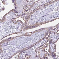 Invitrogen TGR5 Polyclonal Antibody 100 &mu;L; Unconjugated:Antibodies,