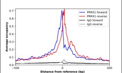 Invitrogen PRRX1 Polyclonal Antibody 100 &mu;L; Unconjugated:Antibodies,