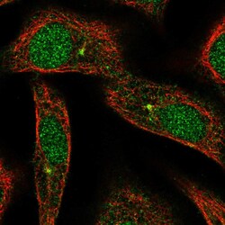 Invitrogen ARL3 Polyclonal Antibody 100 μL; Unconjugated:Antibodies,