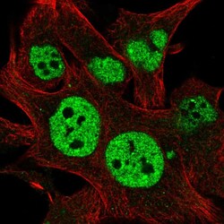 Invitrogen TESK2 Polyclonal Antibody 100 μL; Unconjugated:Antibodies,