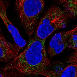 Invitrogen SDHAF1 Polyclonal Antibody 100 &mu;L; Unconjugated:Antibodies,