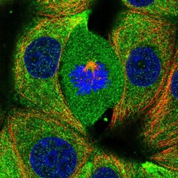 Invitrogen RABGAP1 Polyclonal Antibody 100 μL; Unconjugated:Antibodies,