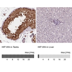Invitrogen HIF1AN Polyclonal Antibody 100 &mu;L; Unconjugated:Antibodies,