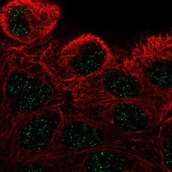 Invitrogen ZNF432 Polyclonal Antibody 100 &mu;L; Unconjugated:Antibodies,
