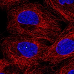 Invitrogen FBXL3 Polyclonal Antibody 100 μL; Unconjugated:Antibodies,