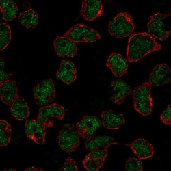 Invitrogen RAG2 Polyclonal Antibody 100 &mu;L; Unconjugated:Antibodies,