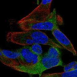 Invitrogen SPATS2 Polyclonal Antibody 100 &mu;L; Unconjugated:Antibodies,