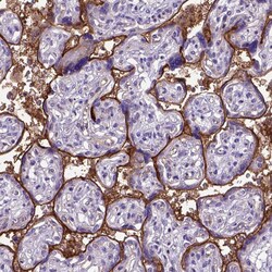 Invitrogen CD105 Polyclonal Antibody 100 &mu;L; Unconjugated:Antibodies,
