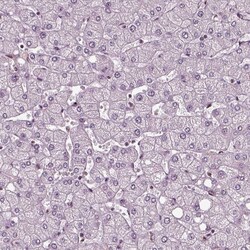 Invitrogen RUVBL2 Polyclonal Antibody 100 &mu;L | Buy Online | Invitrogen&trade; | Fisher Scientific