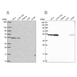 Invitrogen RUVBL2 Polyclonal Antibody 100 &mu;L | Buy Online | Invitrogen&trade; | Fisher Scientific