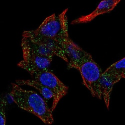 Invitrogen CSRP2BP Polyclonal Antibody 100 &mu;L; Unconjugated:Antibodies,