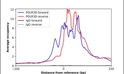 Invitrogen POLR3D Polyclonal Antibody 100 &mu;L | Buy Online | Invitrogen&trade; | Fisher Scientific