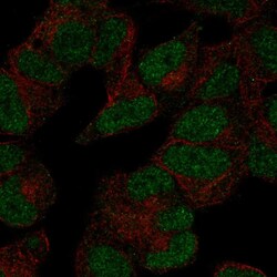 Invitrogen POLR3D Polyclonal Antibody 100 &mu;L; Unconjugated:Antibodies,