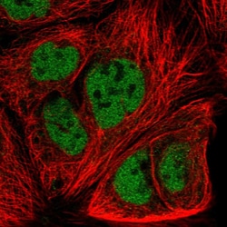 Invitrogen FZD7 Polyclonal Antibody 100 μL; Unconjugated:Antibodies,