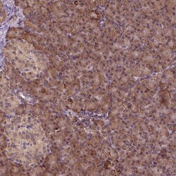 Invitrogen FZD7 Polyclonal Antibody 100 μL; Unconjugated:Antibodies,