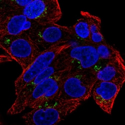Invitrogen GDPD5 Polyclonal Antibody 100 μL; Unconjugated:Antibodies,