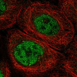 Invitrogen Artemis Polyclonal Antibody 100 μL; Unconjugated:Antibodies,