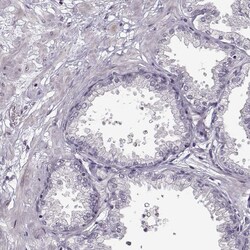 Invitrogen FSH beta Polyclonal Antibody 100 &mu;L; Unconjugated:Antibodies,