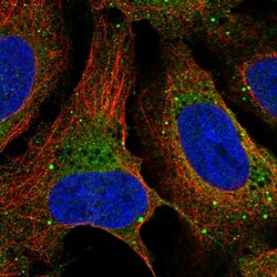 Invitrogen™ Dopamine beta Hydroxylase Polyclonal Antibody