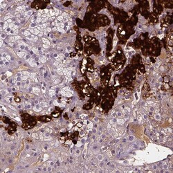 Invitrogen Dopamine beta Hydroxylase Polyclonal Antibody:Antibodies:Primary