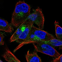 Invitrogen M-cadherin Polyclonal Antibody:Antibodies:Primary Antibodies