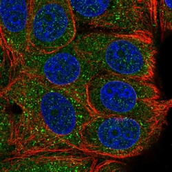 Invitrogen TAB2 Polyclonal Antibody:Antibodies:Primary Antibodies